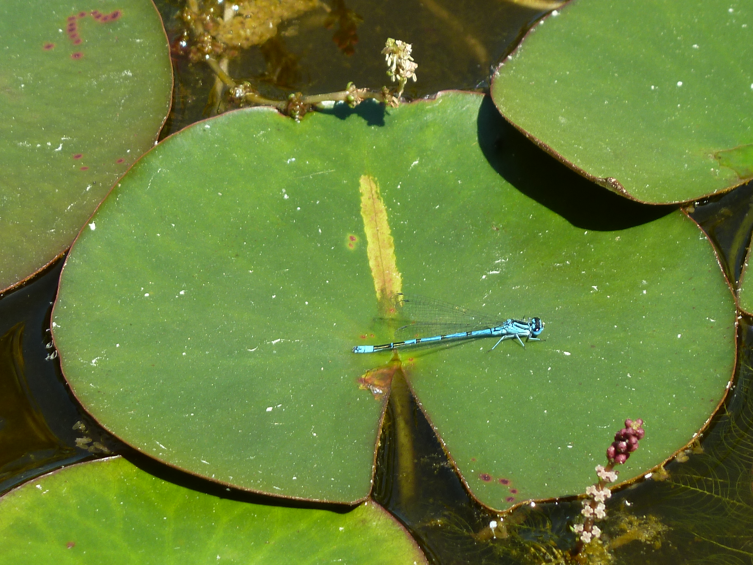 P1100302